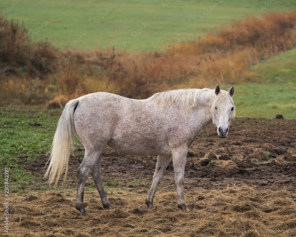 Beautiful white horse portrait in rural pasture.