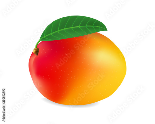 realistic vector mango