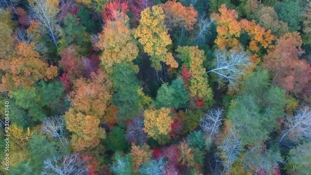 Aerial Drone view of Fall / Autumn leaf foliage  from above. Vibrant yellow, orange, and red colors in Asheville, NC in the Blue ridge Mountains.