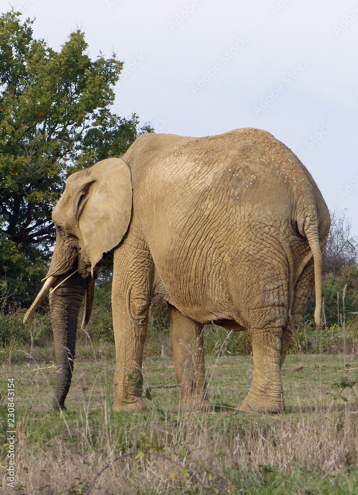 Obraz premium Eléphant