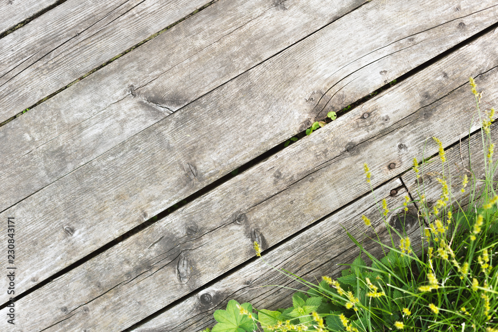 The background of the old wooden floor planks and green grass in the corner The background of the old wooden floor planks and green grass in the corner