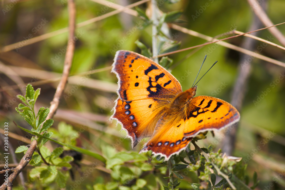 Orange African Wild Butterfly (junonia sp.) Sitting On A Branch In Lush Green Forest Orange African Wild Butterfly (junonia sp.) Sitting On A Branch In Lush Green Forest