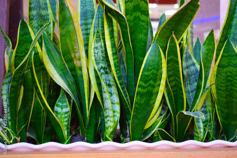 Beautiful plant with wide green leaves with a yellow border. Stock ...