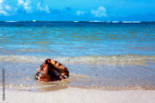 Sea shell on tropical beach. Travel background.