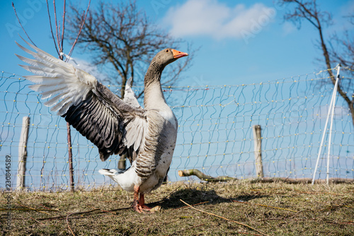 Aufgeblasene Gans