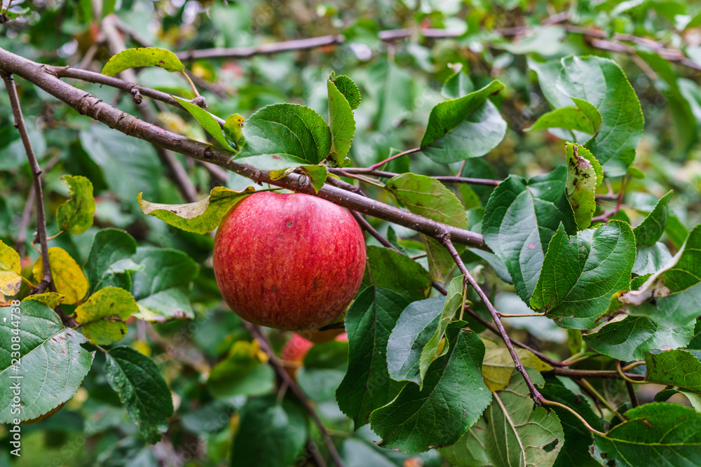 Branch of apple trees bending under the weight of fruit. Autumn orchard. Branch of apple trees bending under the weight of fruit. Autumn orchard.