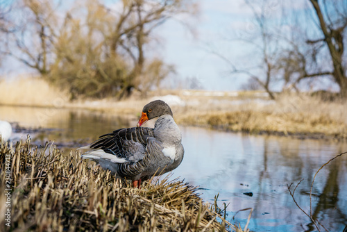 Gans putzt sich am Bach