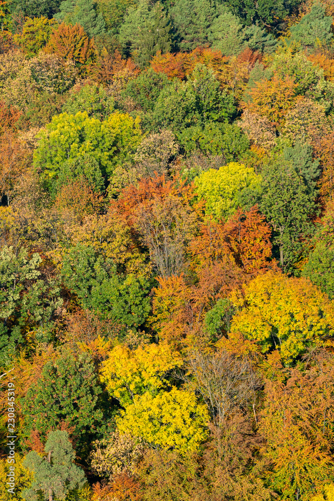 Mischwald in Herbstfärbung