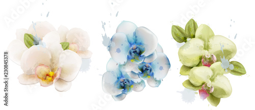 Orchid flowers watercolor isolated Vector. Delicate floral decorations