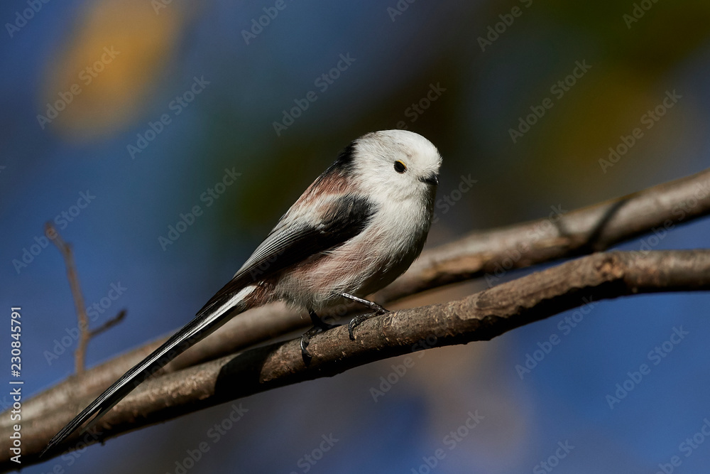 Fototapeta premium Long-tailed tit (Aegithalos caudatus)