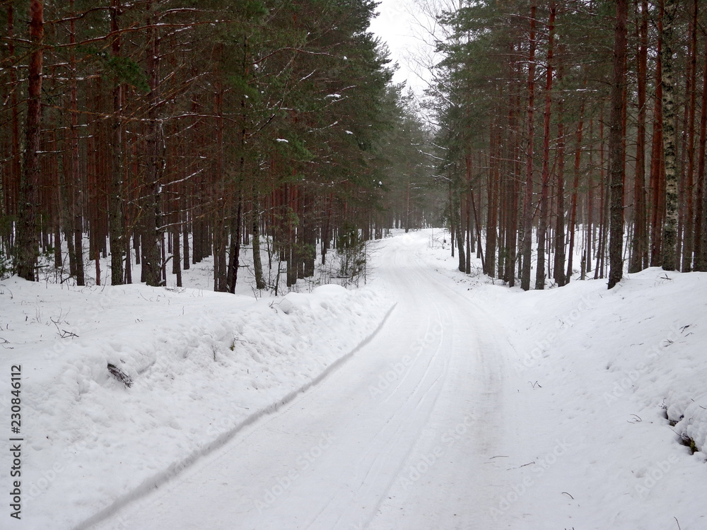 Winter forest road Winter forest road