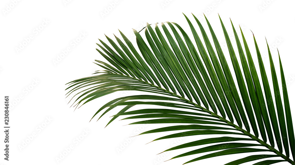 Naklejka premium Zieleń liście tropikalnej wiecznozielonej rośliny nipa palma lub mangrowe palmy (Nypa fruticans) odizolowywający na białym tle, zawierać ścinek ścieżka.