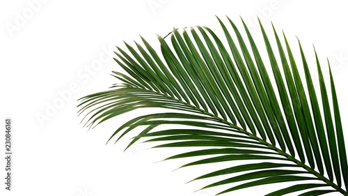 Canvastavla Green leaves of nipa palm or mangrove palm (Nypa fruticans) tropical evergreen plant isolated on white background, clipping path included