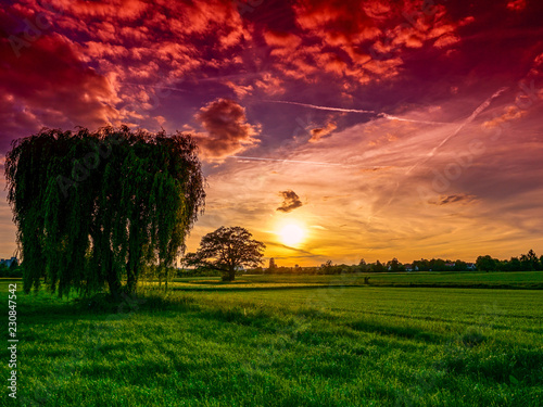 Weeping willow in the sunset Fototapeta