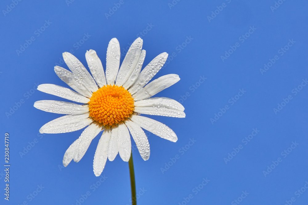 Daisy flower on a blue background. Summer background with white and blue Daisy flower on a blue background. Summer background with white and blue