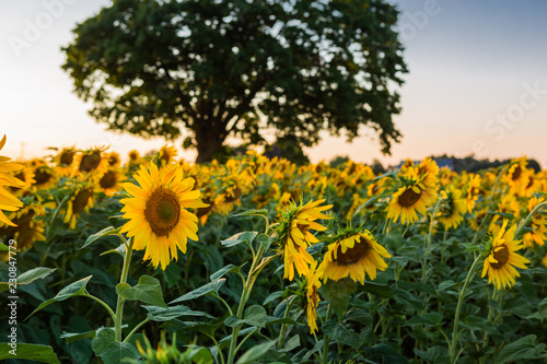 Sunflower field in Wisconsin 