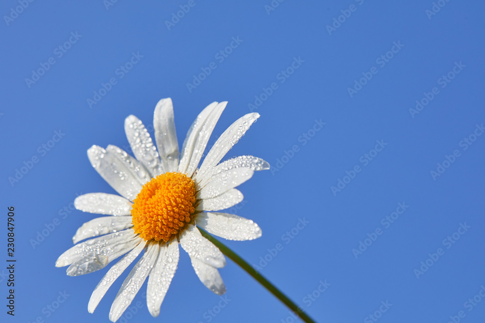 Daisy flower on a blue background. Summer background with white and blue Daisy flower on a blue background. Summer background with white and blue