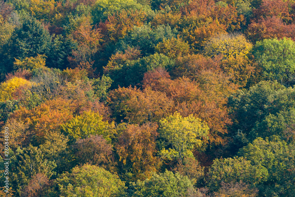 Mischwald in Herbstfärbung Mischwald in Herbstfärbung