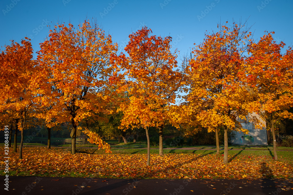 Multicolored trees and bushes in the autumn park. Sunny, very beautiful autumn forest