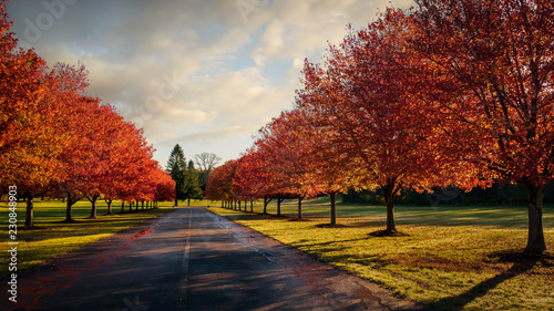 Lineup of red maple trees showing autumn color in the early morning at Swartswood State Park, New Jersey photo