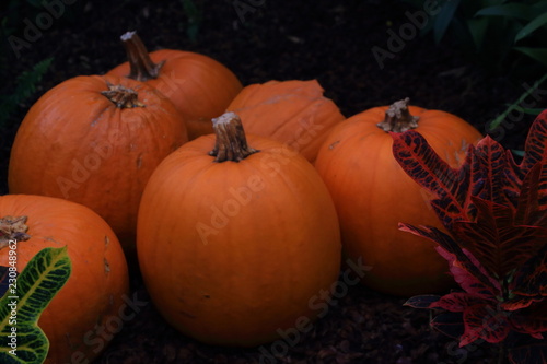 Decorative pumpkin as decoration in autumn