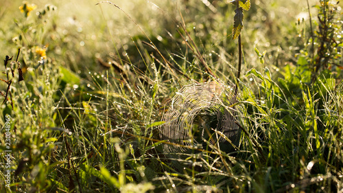 Spider web in the morning