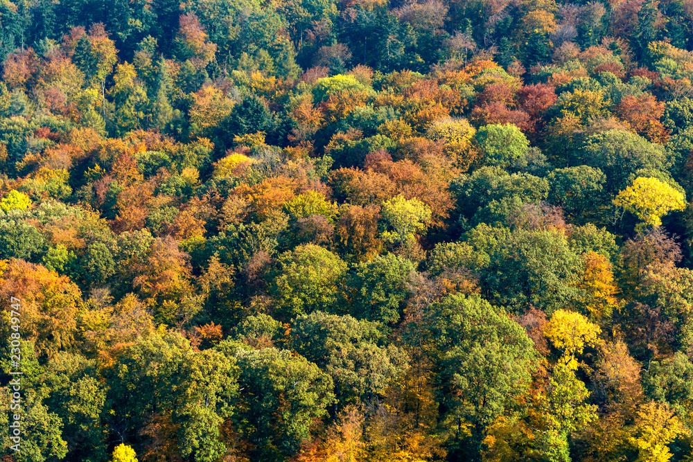 Mischwald in Herbstfärbung Mischwald in Herbstfärbung