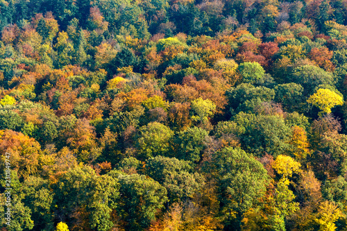 Fototapeta Naklejka Na Ścianę i Meble -  Mischwald in Herbstfärbung
