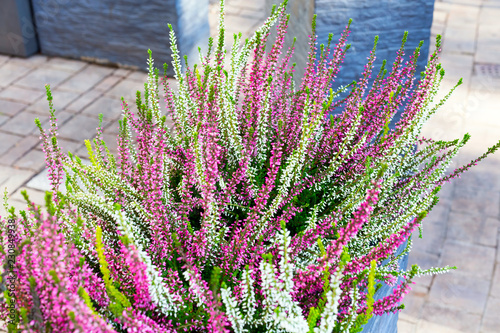 Pink, green and purple heather in decorative flower pot outdoor