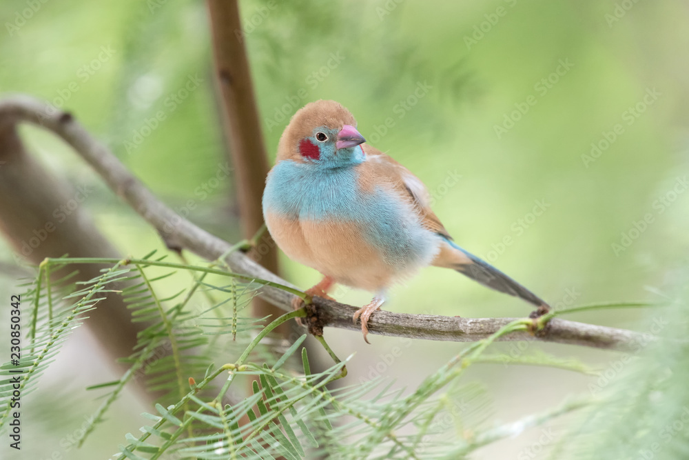 Close up of a Red Cheeked Cordon Bleu bird sitting on a branch Close up of a Red Cheeked Cordon Bleu bird sitting on a branch