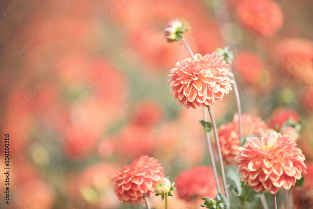 Photograph of apricot colored Dahlias in a field Photograph of apricot colored Dahlias in a field