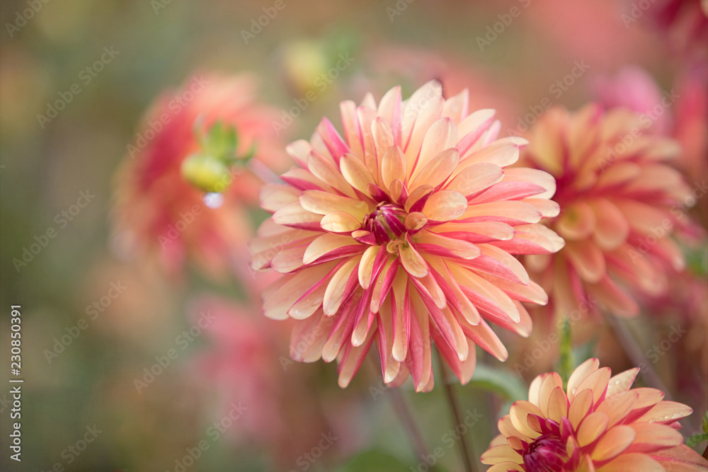 Photograph of a coral colored dahlia in the garden - obrazy, fototapety, plakaty 