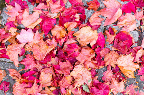 Autumn red leaves of maple on asphalt. Background