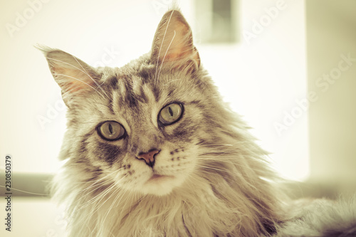 Fototapeta Naklejka Na Ścianę i Meble -  portrait beau maine coon