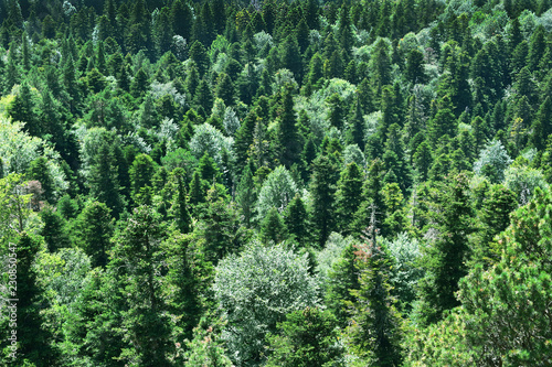 Evergreen forest. Spruces, firs and pine trees. View from above. Natural background.