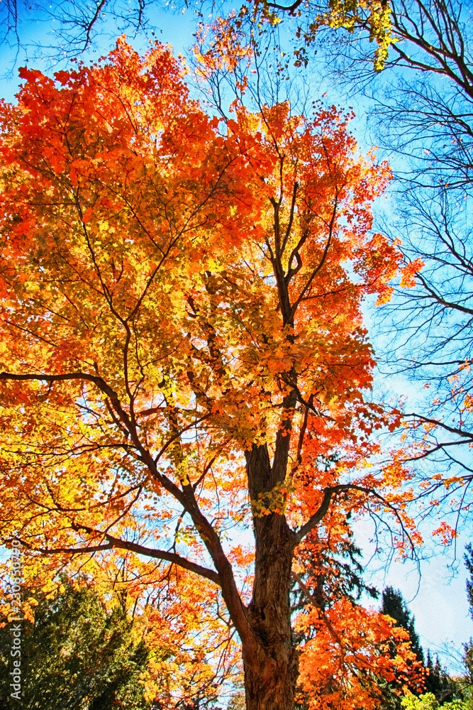 Autumn Trees