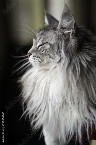 Fototapeta Naklejka Na Ścianę i Meble -  beau maincoon