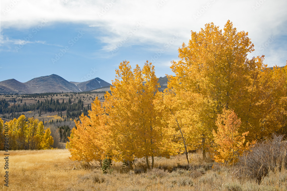 Autumn themed photograph of golden Aspen and Cottonwood trees near the mountains