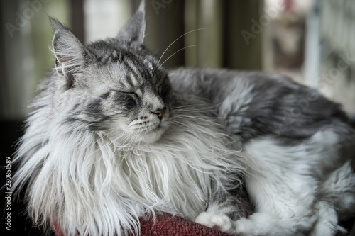 Fototapeta Naklejka Na Ścianę i Meble -  beau maincoon