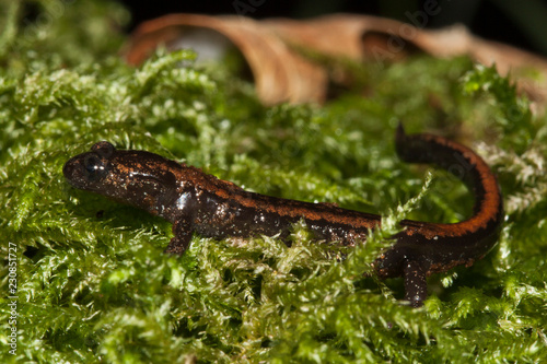 chioglossa lusitanicus, salamandra espagnol, 