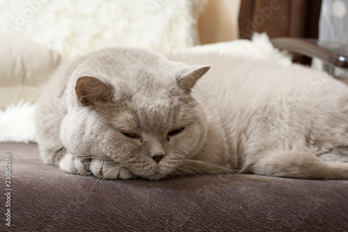 British cat pet