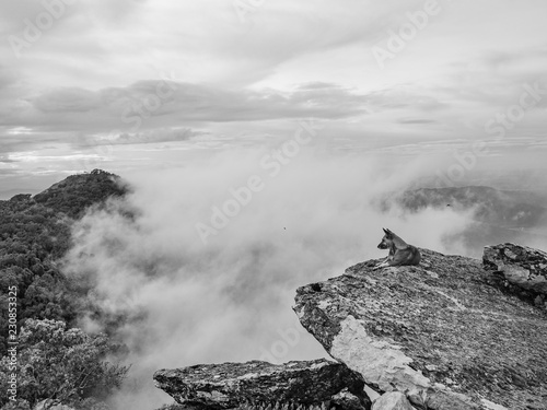 Dog on the rocky cliff with Foggy or mist Between the mountain on Khao Luang mountain in Ramkhamhaeng National Park,Sukhothai province Thailand,Black white tone