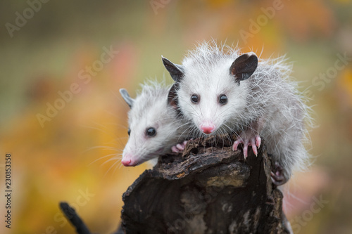 Pair of Opossum Joeys (Didelphimorphia) Look Out From Log End