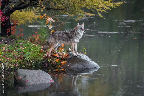 Coyote (Canis latrans) Stands with Paws on Rock