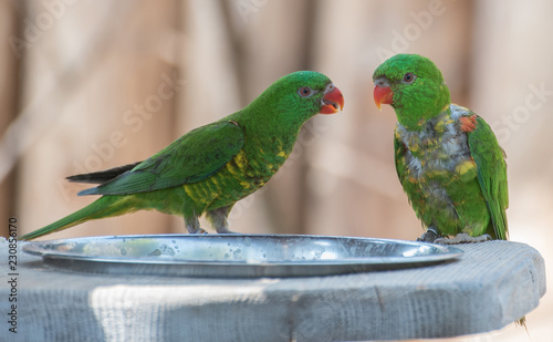 Parrots during an interview