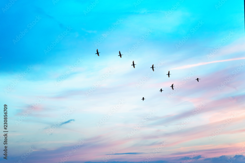 Naklejka premium Migratory birds flying in the shape of v on the cloudy sunset sky. Sky and clouds with effect of pastel colored