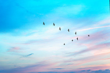 Wandcirkels Vogel Trekvogels in V-formatie bij zonsondergang  © flowertiare