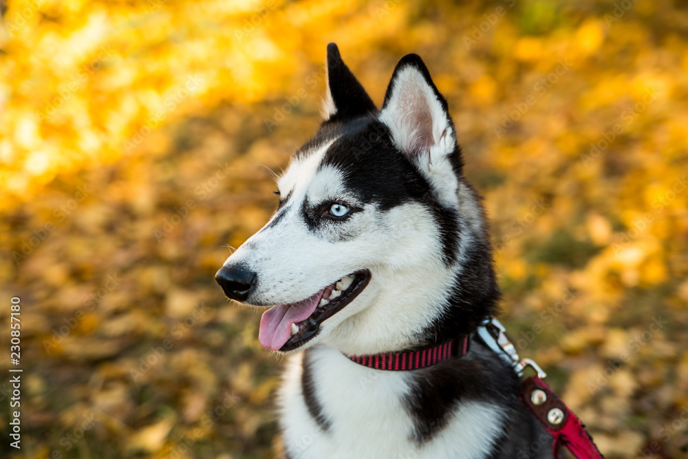 Portrait of a Husky dog on a background of autumnal nature.