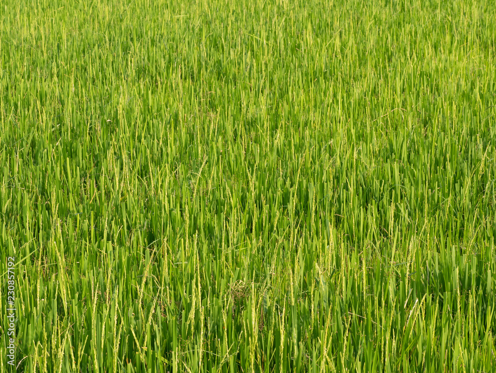 rice fields