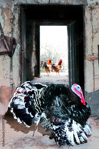 turkey in traditional vintage farm